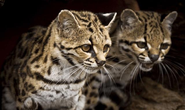 云豹猫是什么品种,云猫与豹猫区别