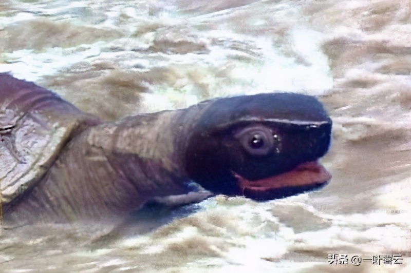 西游记通天河中的老鼋怎么没了,通天河老鼋托唐僧问佛祖什么