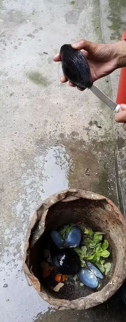 河蚌先生,河蚌先生啥意思