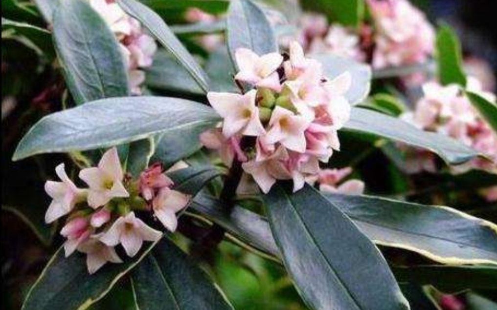 瑞香花养僵了怎么办,养的花卷叶发黄怎么办