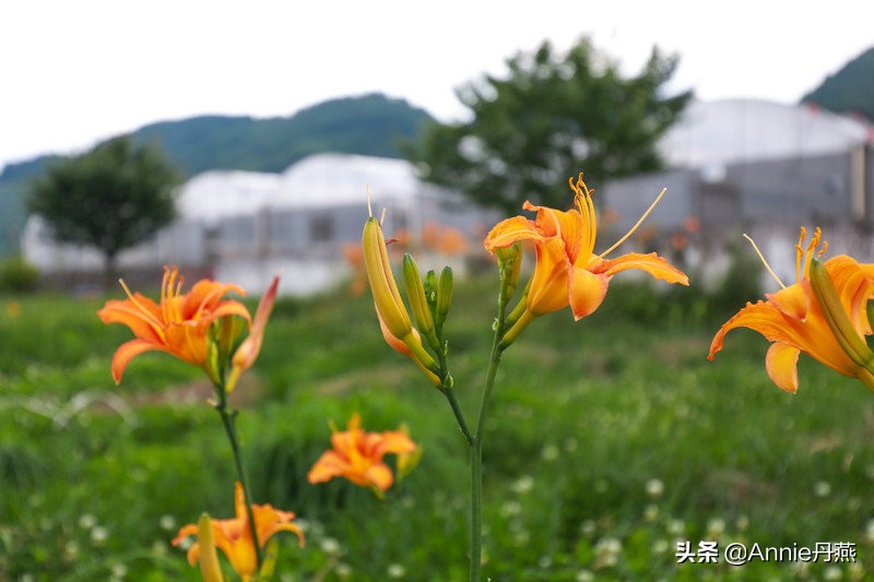 距离重庆最近的避暑城市,离主城近的夏日重庆避暑圣地