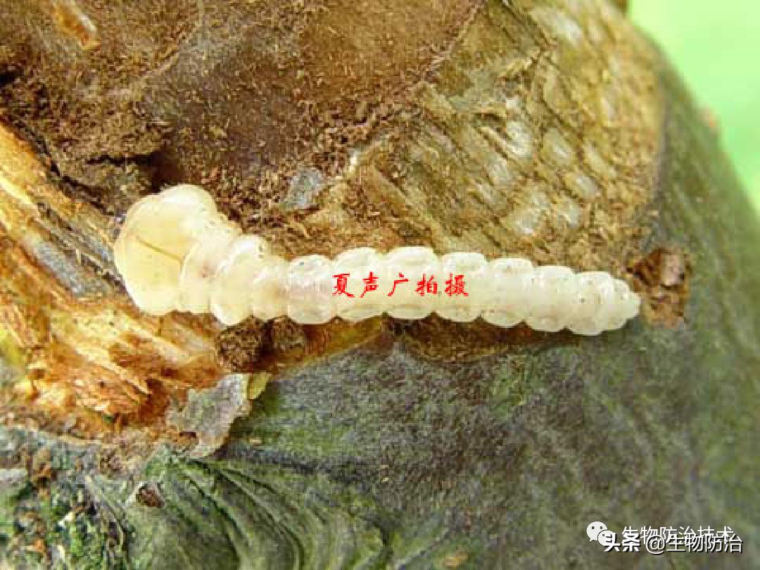 蛀干害虫是钻蛀害虫吗,果树枝干钻蛀害虫图片