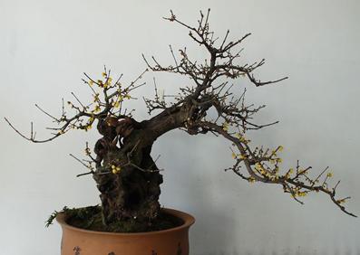 闹了这么多年的笑话，现在才知道不叫“腊梅”，盆栽原来也很简单