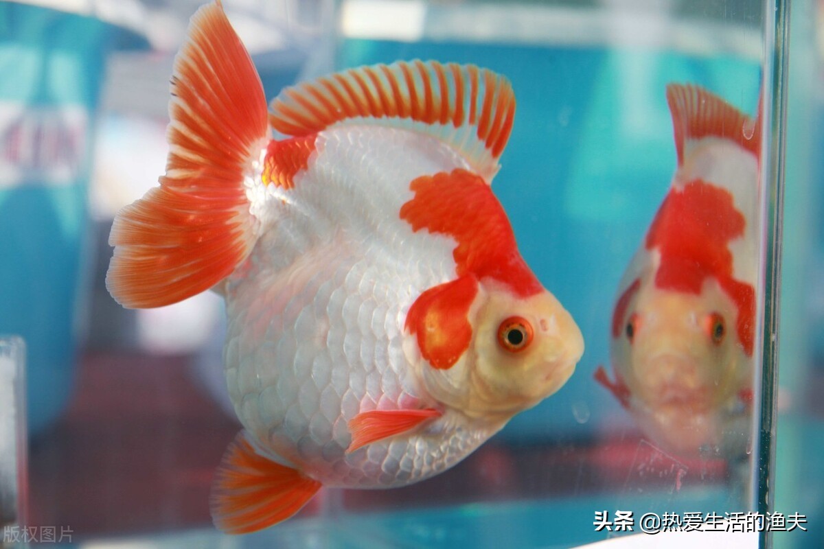 金鱼死亡怎么处理,怎么避免养的金鱼死亡