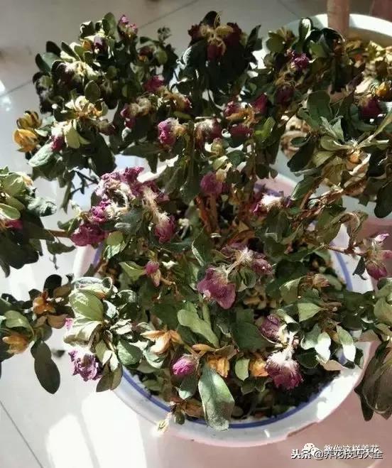 杜鹃花死了能活多久,快死的杜鹃花还能救活吗