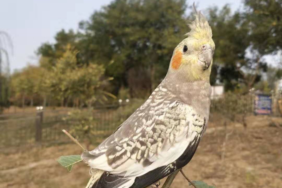 玄凤鹦鹉刚出生怎么辨别品种,玄凤鹦鹉有多少个品种