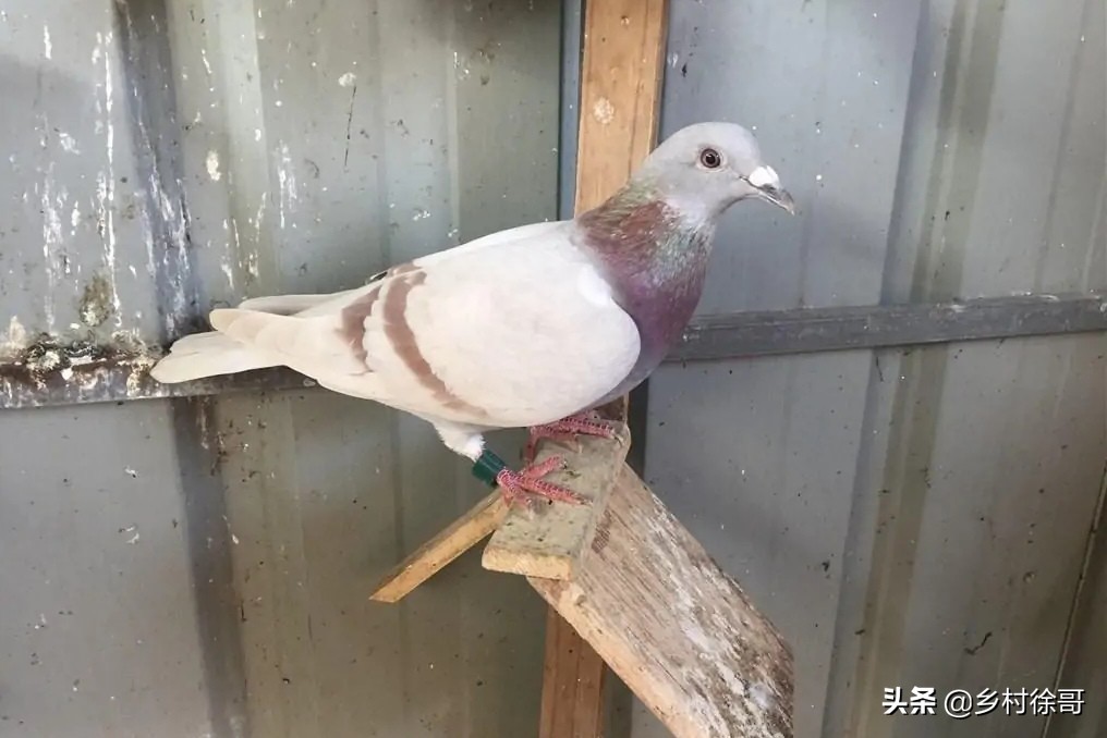 信鸽鸽痘的预防和治疗，掌握基本的知识，对饲养信鸽非常重要