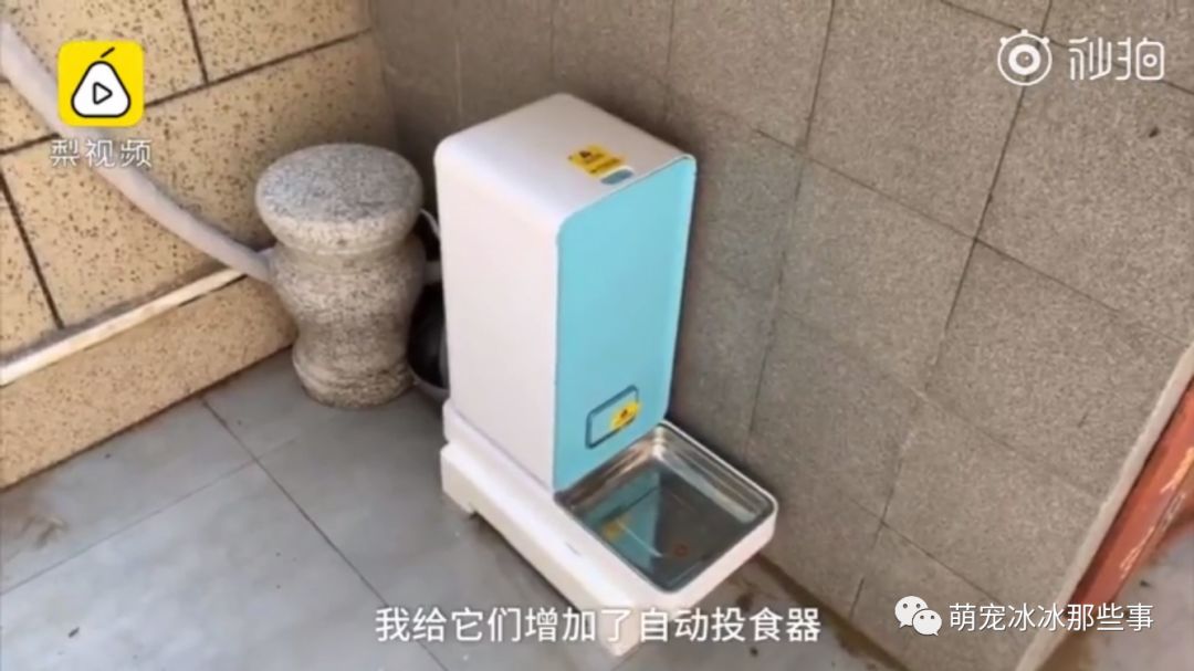 最壕狗窝!主人花3万5为爱宠造了个别墅,泳池和阳光房全都有