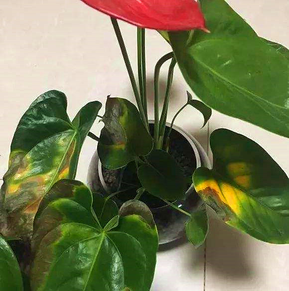 红掌冬季叶子像烧焦如何改善,红掌叶子有裂纹后能恢复吗