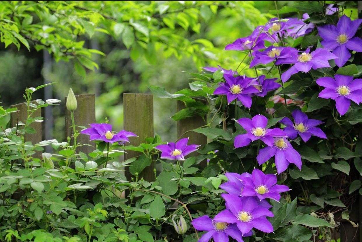 一棵就能爬满墙?这波操作服了