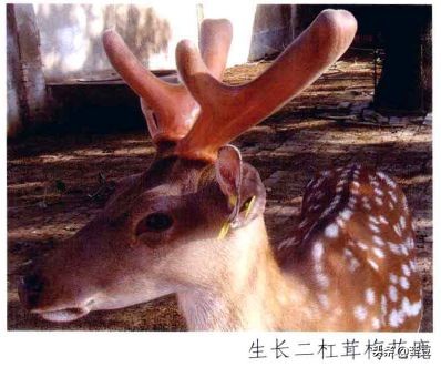 鹿茸造假事件,鹿茸造假手段有哪些