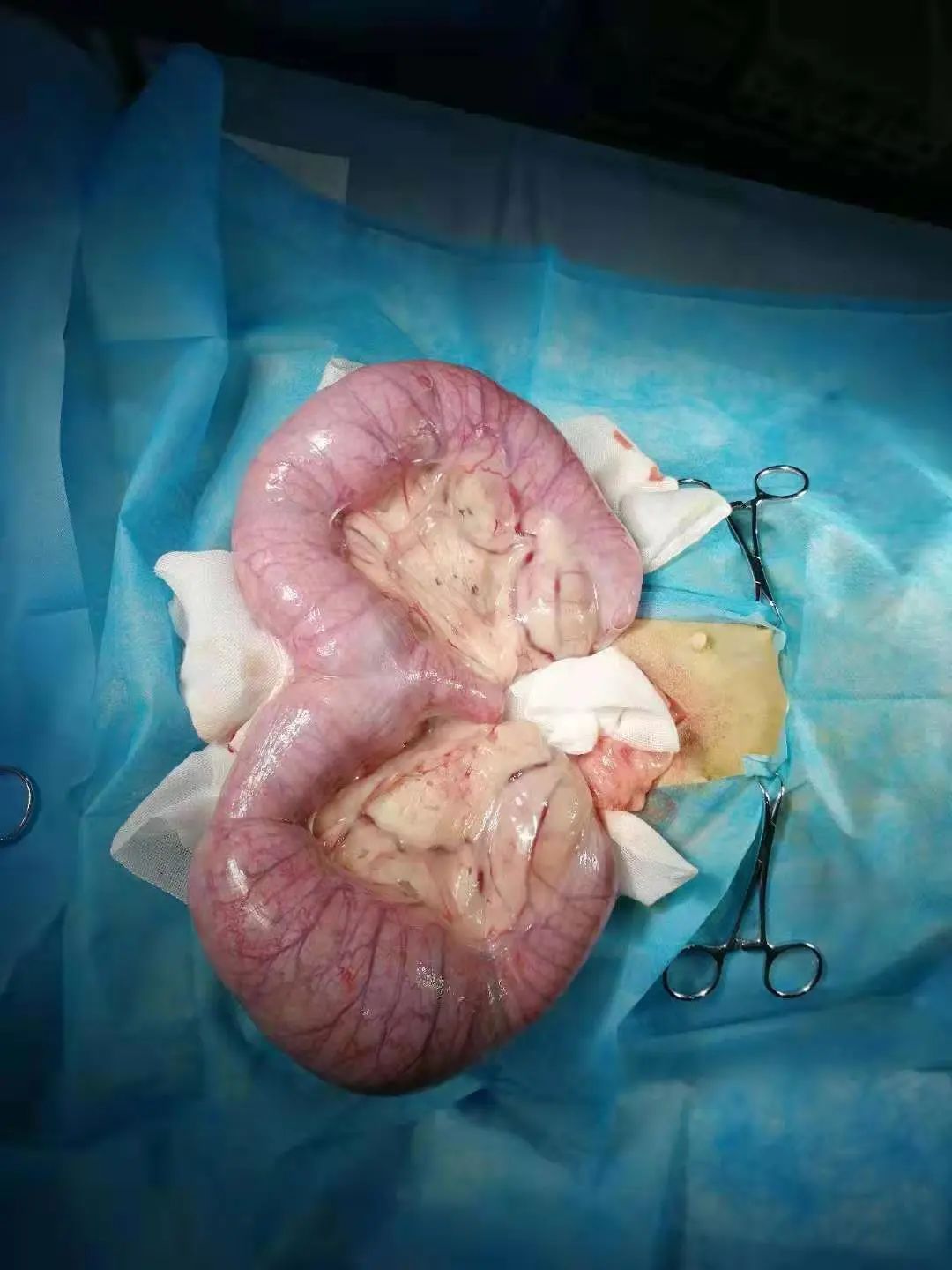 震惊！原来狗狗也会患乳腺肿瘤，宠物家长该怎么样