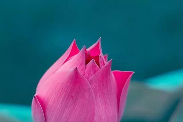 佛语禅心经典句子书法,佛语禅心经典句子及译文