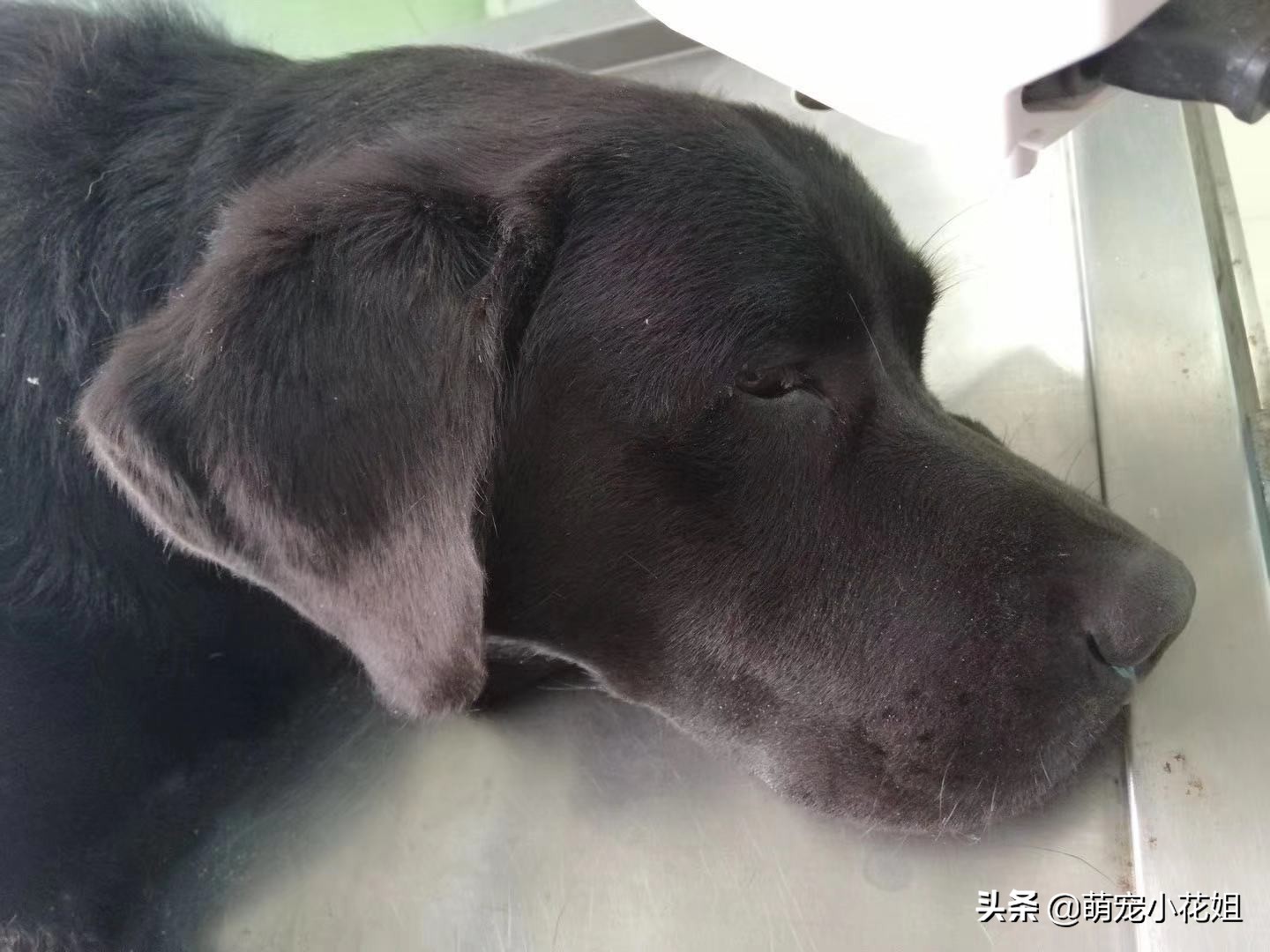 幸运的狗狗却不幸感染血液病,众人为它奔波求医,却没能挽回它