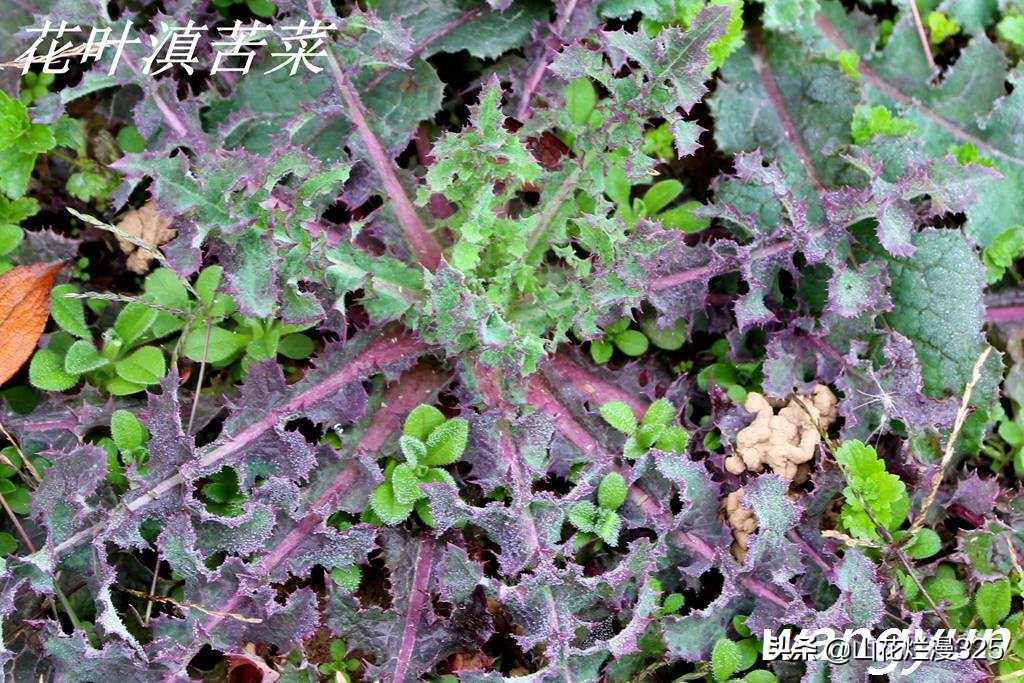 野生菊苣的辨认与图片,野菜苦菜识别方法