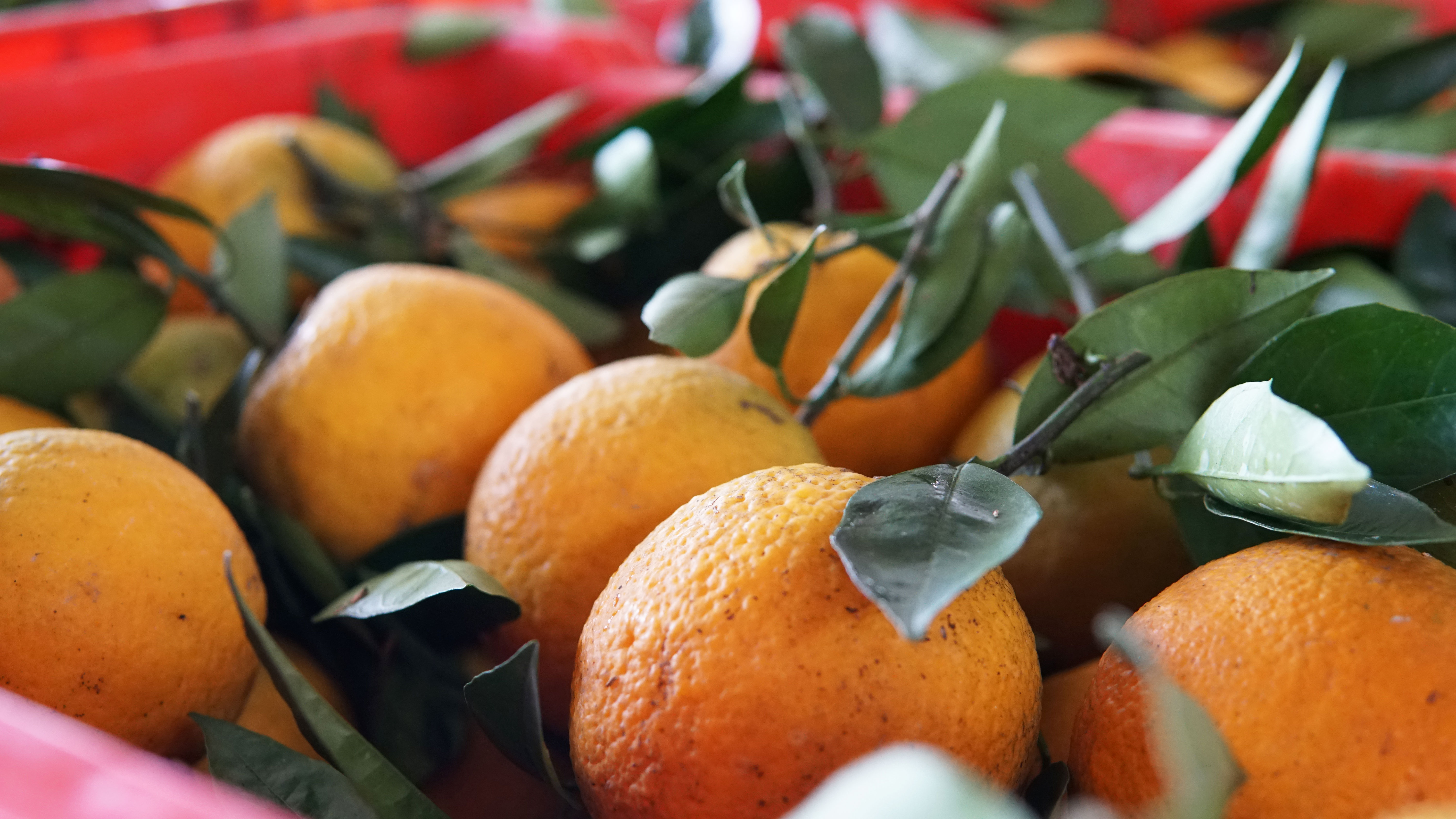 橙子干水了,橙子里面干水是什么原因