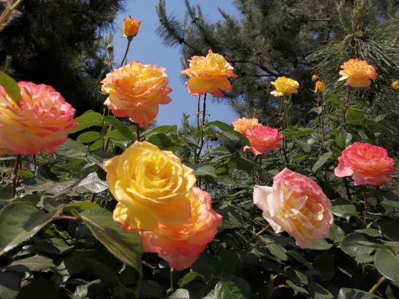 手拍世界微信公众号,手拍世界完整版视频