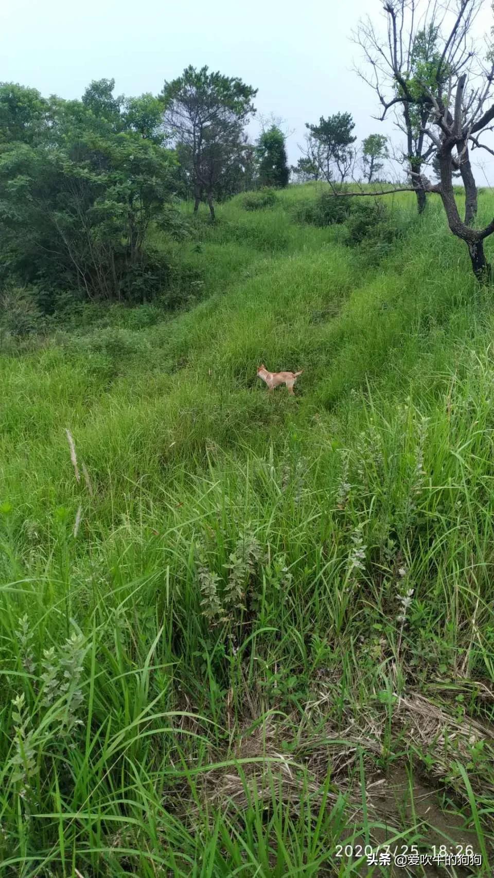 一个广西猎犬玩家的心声:我心目中的好狗,是这样子的