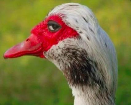 印度全民*制抵**“中方制造”砸烧中方货,最后竟变成了大型真香现场