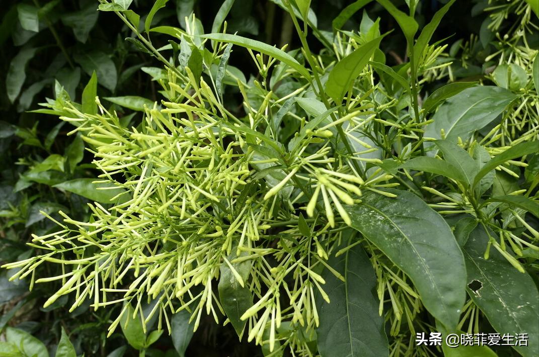 哪些花气味有毒不能养,哪10种花有毒