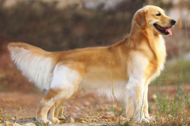 金毛生理期怎么护理比较好,金毛月经期怎么办