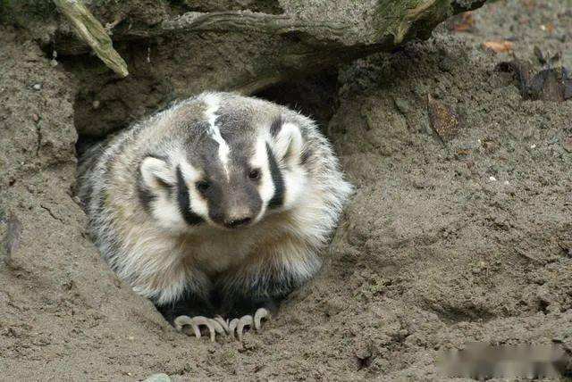 袋獾和狼獾和蜜獾,蜜獾大战野狼