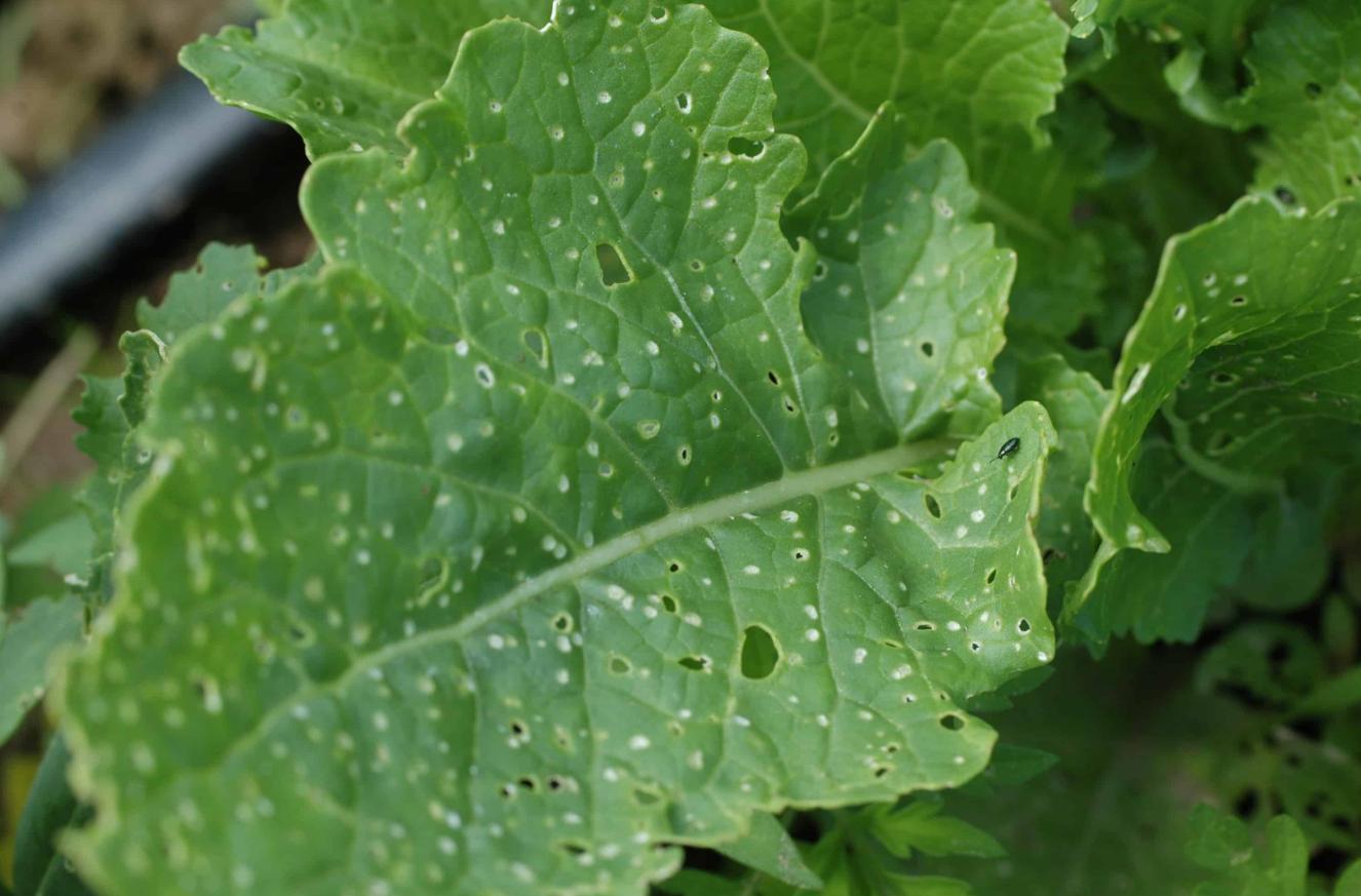 家庭种植芝麻菜的方法,小叶芝麻菜的种植方法