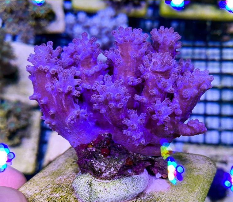 国外珊瑚售卖店和国内有何不同，5种最受欢迎的珊瑚告诉你