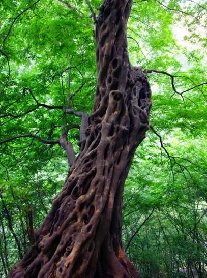 檀香植物性香料,植物檀香