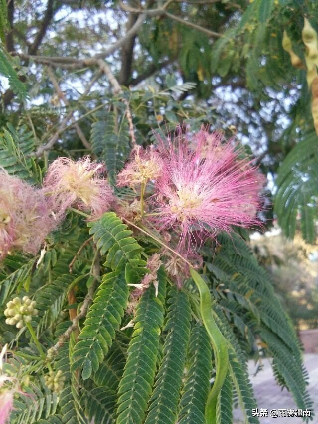 读古诗词，赏阿图什*欢合**花