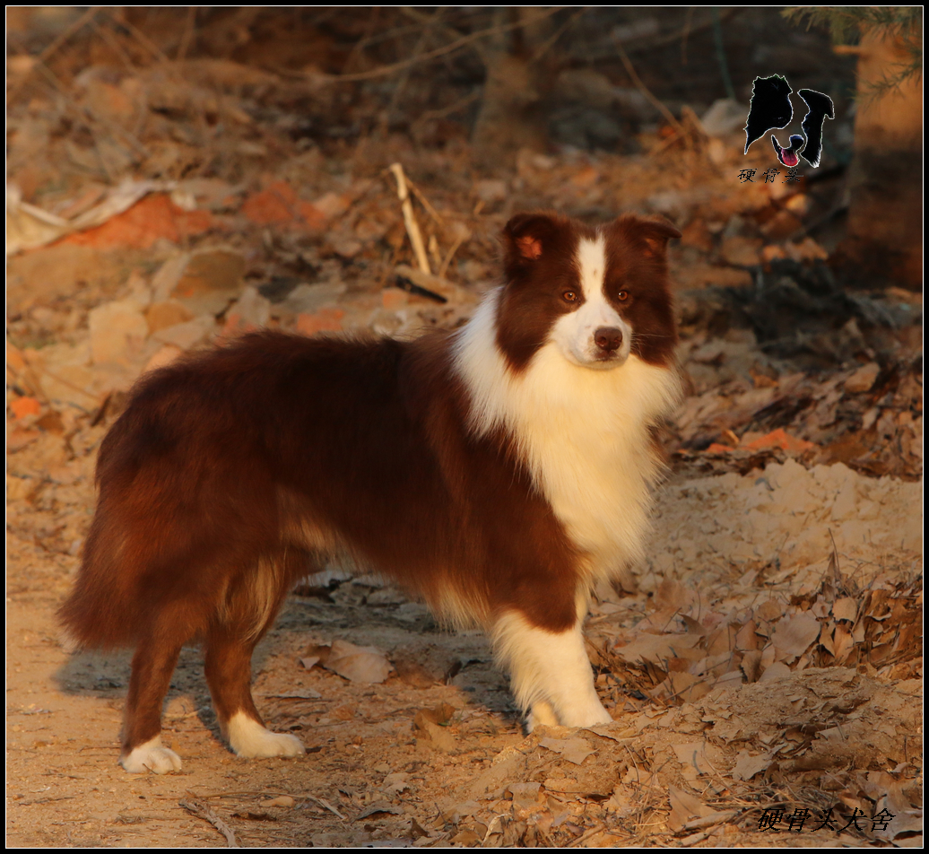 西安边境牧羊犬领养,领养边境牧羊犬幼崽