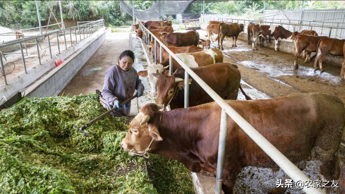 广西大化养牛场基地,广西河池大化养牛养殖场