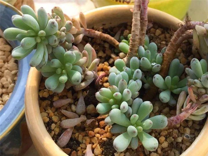 100种常见多肉的养法图片大全,60种好度夏的多肉植物