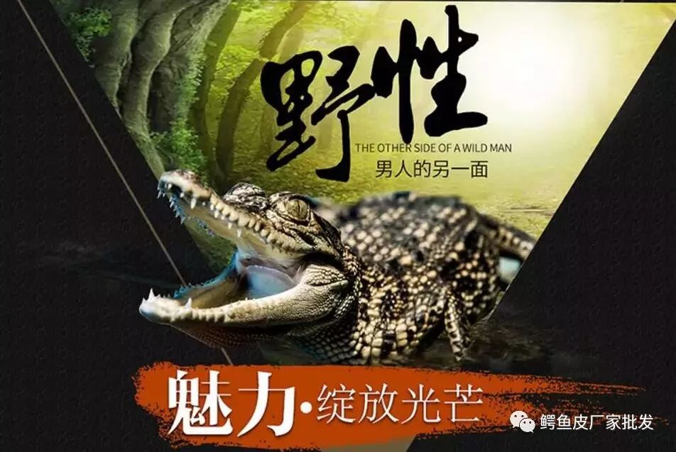 什么样的鳄鱼皮带最好,登喜路男士鳄鱼皮带