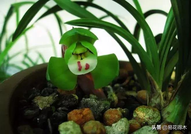 春兰荷瓣几大名品,春兰环球荷鼎和大富贵的区别