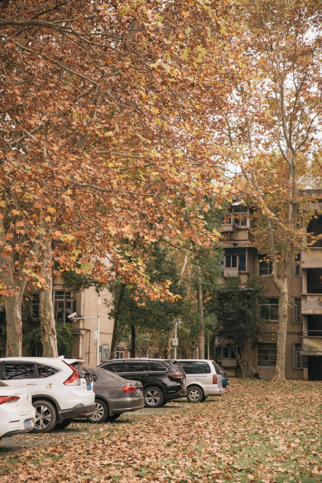 又是全国第一！华中农业大学，全体武汉人的骄傲