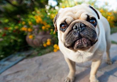 狗狗缺钙后腿无力多久才能恢复,狗狗长期缺钙会怎么样