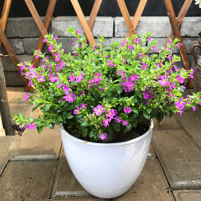 满天星绚烂,满天星的养护方法简写