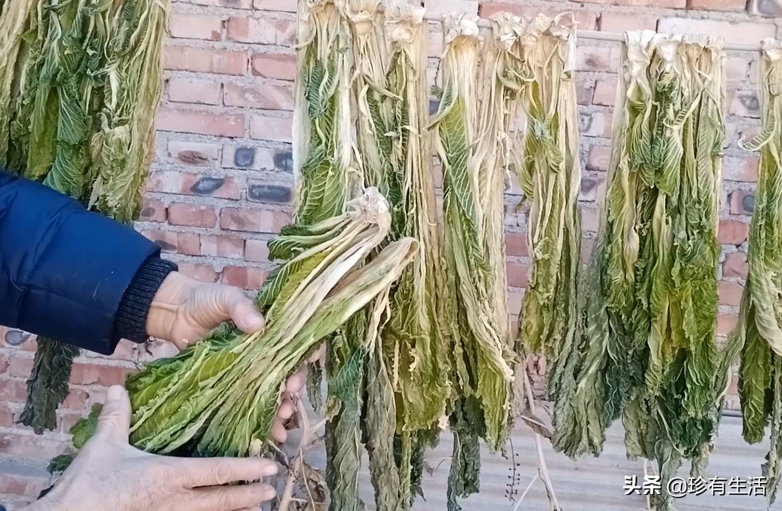 黄心白菜保存,蓟县背阴白菜