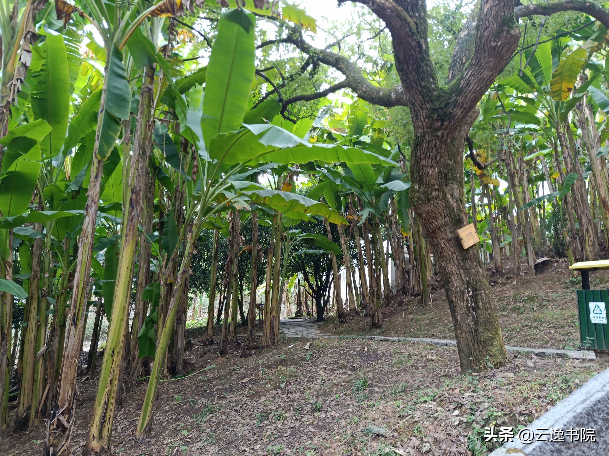 张旭和怀素为什么都被称为草圣,怀素是唐代杰出的书法家史称草圣