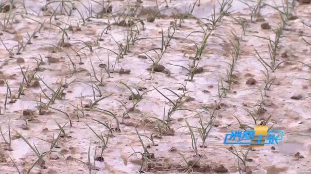 洋葱价格及出口情况,全国各地洋葱产地批发价格