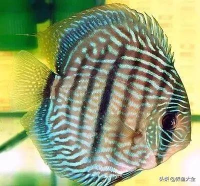 适合裸缸养的中小型热带观赏鱼,水草缸小型热带鱼