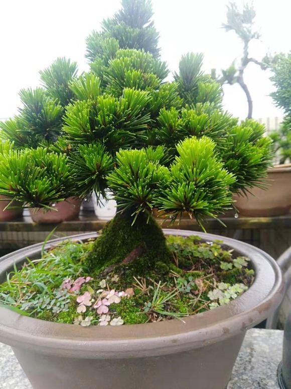 荣冠黑松是什么品种,常见黑松造型