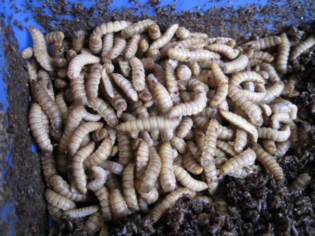 2019十大养殖品种图片,这两年最火的养殖品种