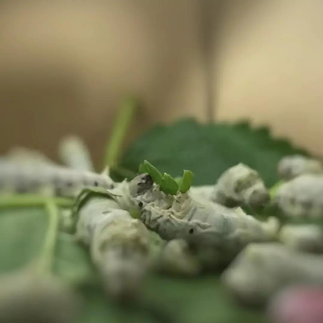 蚕宝宝你在养吗,蚕宝宝养的过密会死吗