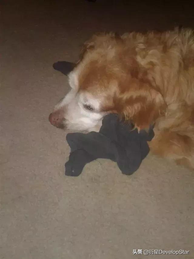 因为年纪大上不去床，金毛每天找一件主人衣服在地板上枕着入睡…