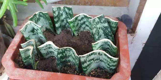 白玉虎皮兰水培烂根黄叶的原因,虎皮兰烂根黄叶