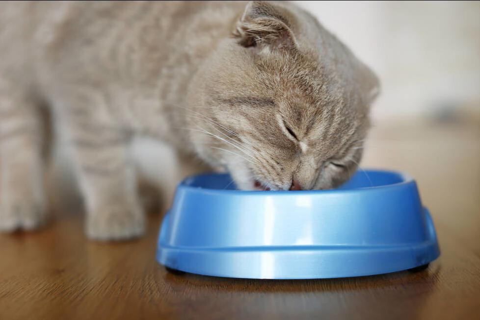 猫咪饲养日常攻略,饲养猫咪的常识和技巧