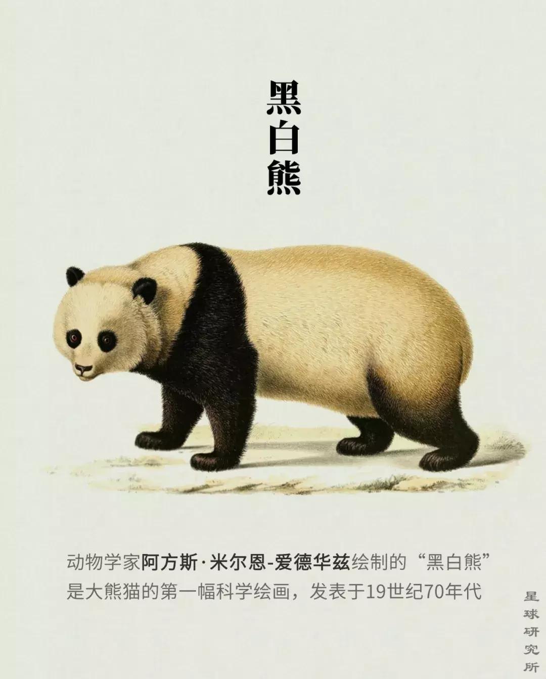 熊猫萌,熊猫萌啦