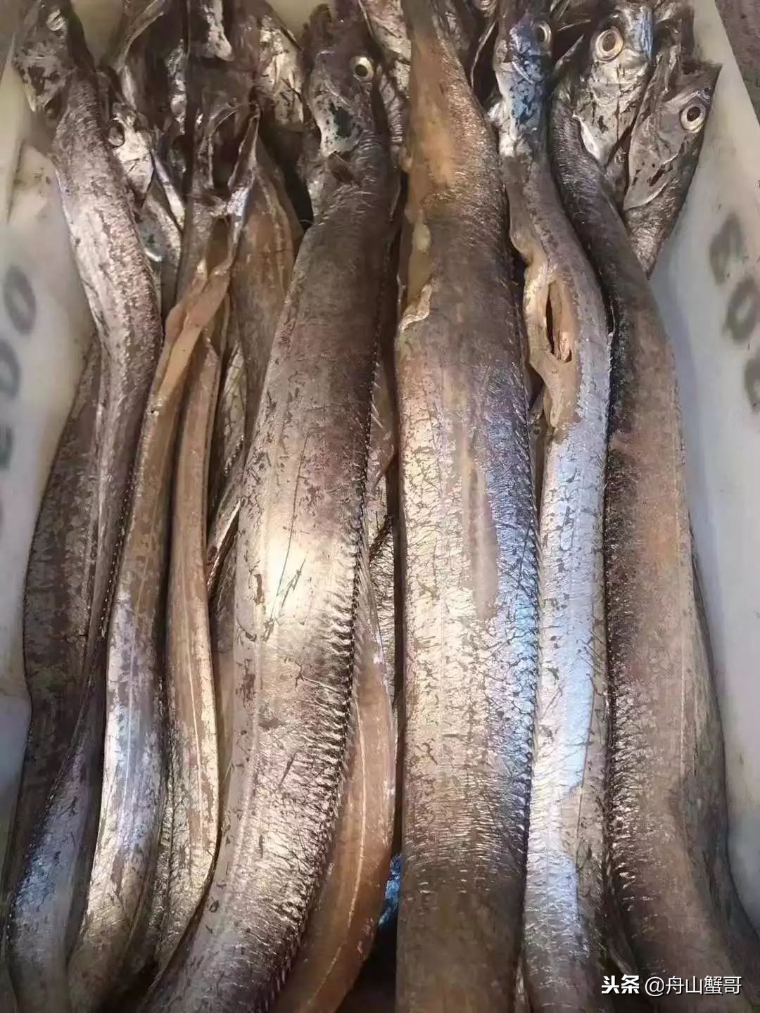 舟山雷达网带鱼250一斤,舟山雷达网带鱼捕捞